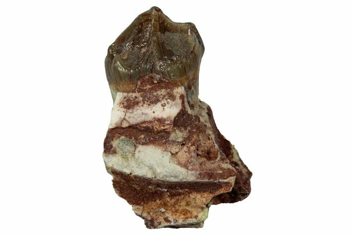 Fossil Oreodont (Merycoidodon) Jaw Section - South Dakota #300279